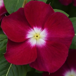 Vinca Heat Wave Raspberry Vinca Heatwave Burg.Morn